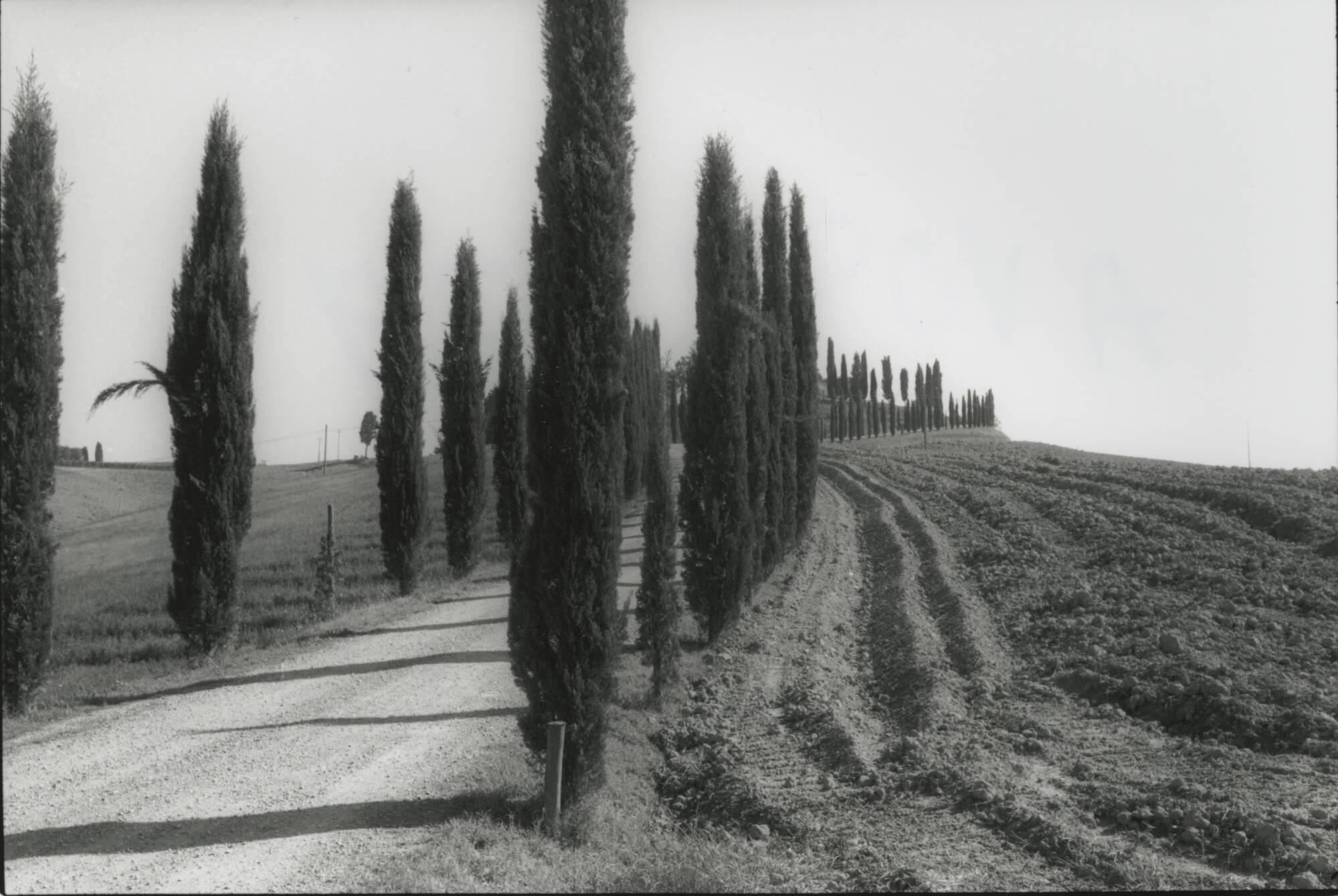 Black and white photograph of a tall, skinny tree lines gravel road. Farm land or dirt on either sides of the road.